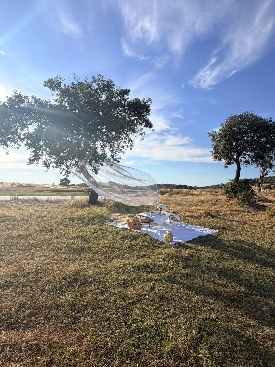 A picnic on white linen beneath a cork oak, a sheer veil lifting in the wind